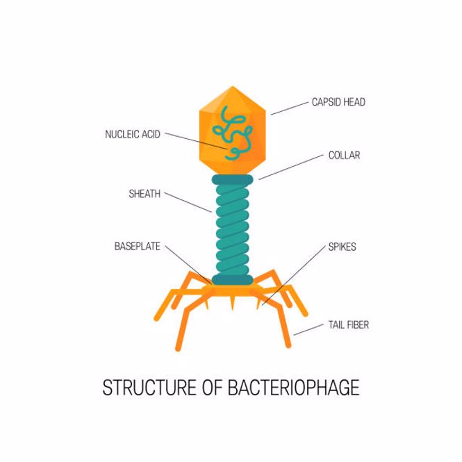 Thực Khuẩn Thể - Bacteriophage