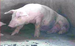 Bệnh viêm khớp ở lợn