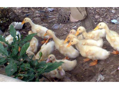 Cách gột vịt con