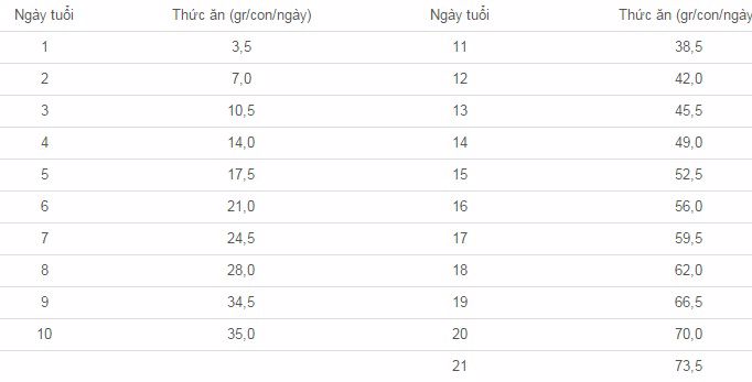 Kĩ thuật nuôi vịt con
