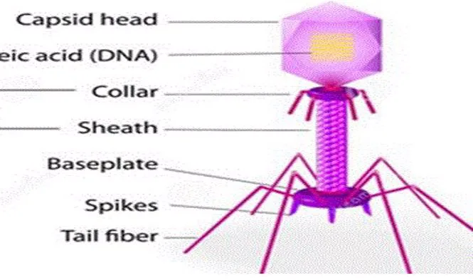 Thế Hệ Giải Pháp Thay Thế Kháng Sinh Tiếp Theo