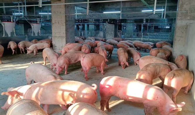 Choáng với 'chung cư lợn' khổng lồ ở làng quê Trung Quốc: Có trung tâm giám sát như NASA, vận hành chính xác ngang dây chuyền sản xuất iPhone của Foxconn