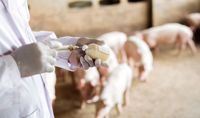 Xử lý nghiêm việc sử dụng chất cấm trong chăn nuôi