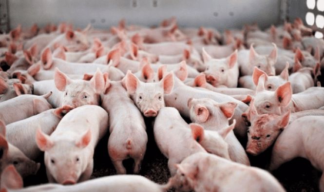 Giá heo hơi hôm nay 3/3: Tiếp tục giảm nhẹ tại hai miền Bắc và Nam