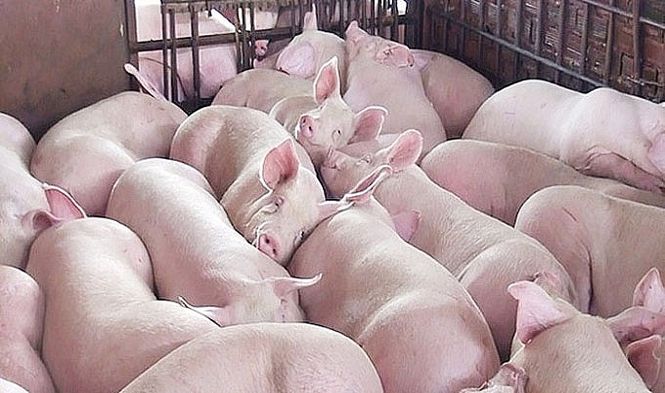 Giá heo hơi hôm nay 20/6: Tăng từ 1.000 đồng/kg đến 2.000 đồng/kg