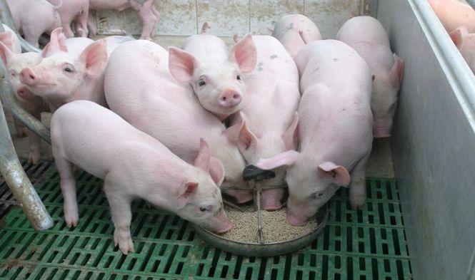 Giá heo hơi hôm nay 11/8: Tăng giảm trái chiều, mức giảm cao nhất 2.000 đồng/kg