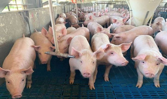 Giá heo hơi hôm nay 12/8: Tiếp đà giảm ở một vài địa phương