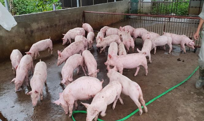  Giá heo hơi hôm nay 9/9: Thị trường không có nhiều biến động