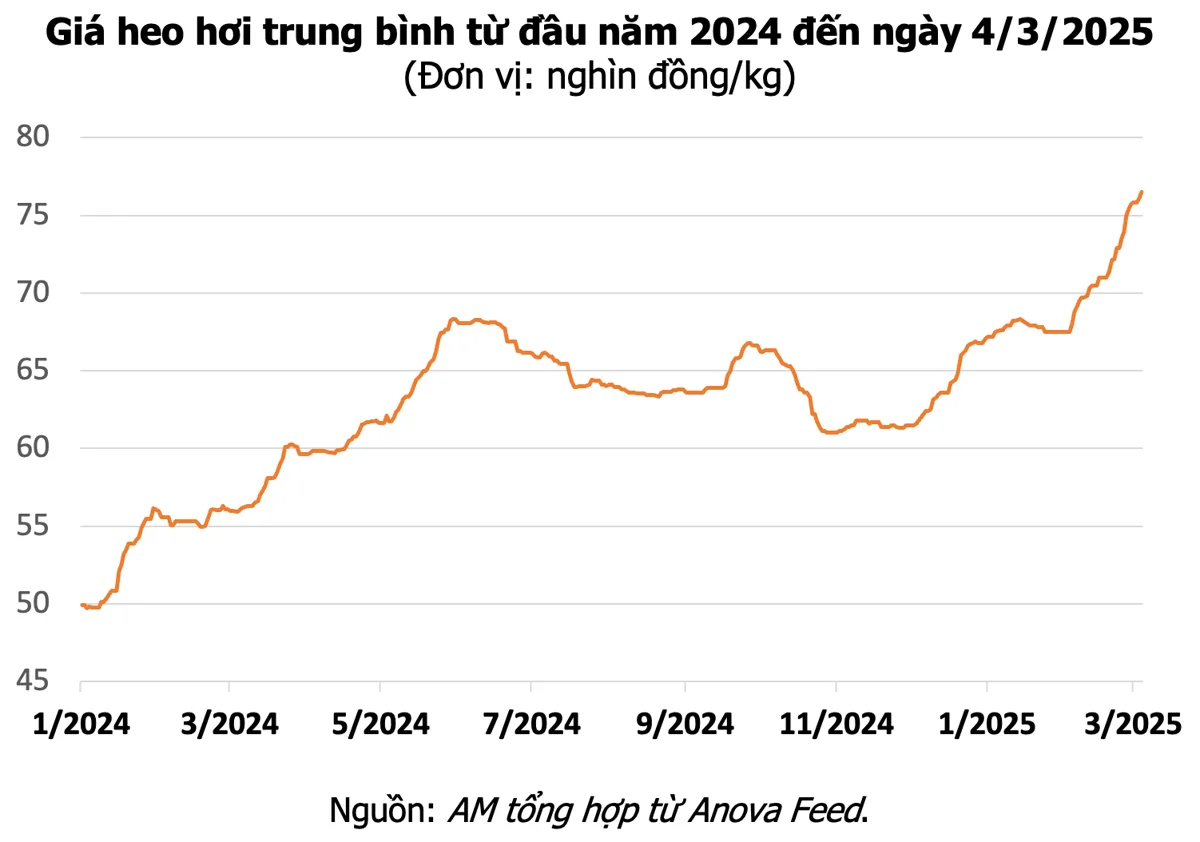 Giá heo hơi hôm nay 4/3: Tiếp chiều lên nhanh, mức 81.000 đồng/kg xuất ...