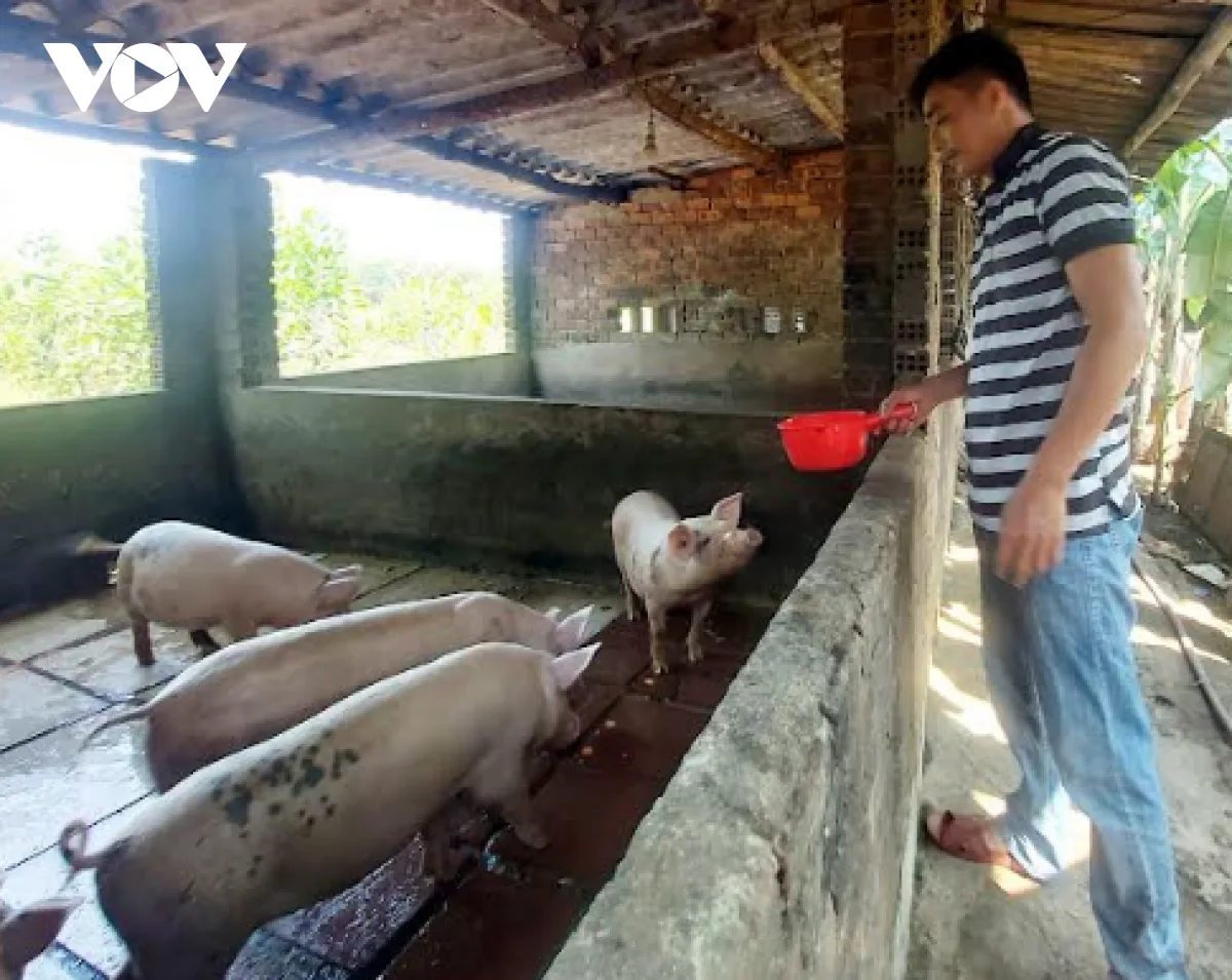 Giá heo hơi giảm sâu, người chăn nuôi Đà Nẵng gặp khó