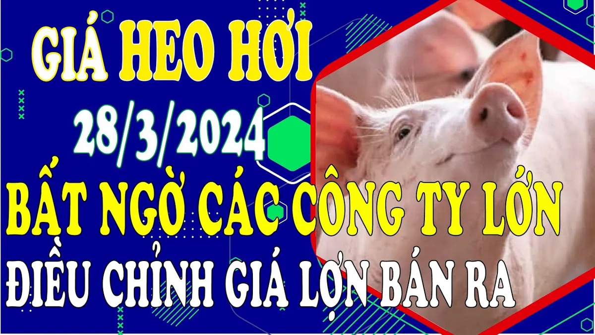 Giá heo hơi ngày hôm nay 28/3/2024 - Bất ngờ các công ty chăn nuôi lớn ...