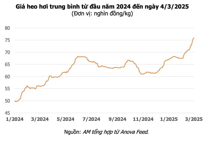 Bản Tin Thị Trường Ngày 20/10/2026: Xu Hướng Giá Heo Hơi 3 Miền & Biến Động Nguyên Liệu TĂCN Thế Giới