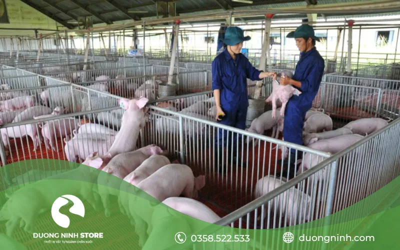 Trang trại chăn nuôi heo công nghệ cao theo chuỗi an toàn sinh học