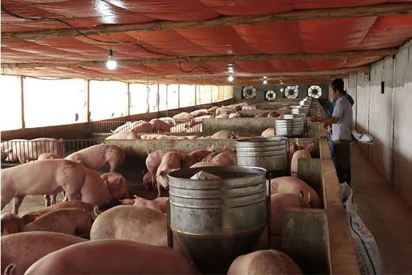 Bản Tin Thị Trường Ngày 23/10/2026: Giá Heo Hơi Tiếp Tục Trượt Đáy, Áp Lực Chi Phí Cần Lời Giải Tối Ưu