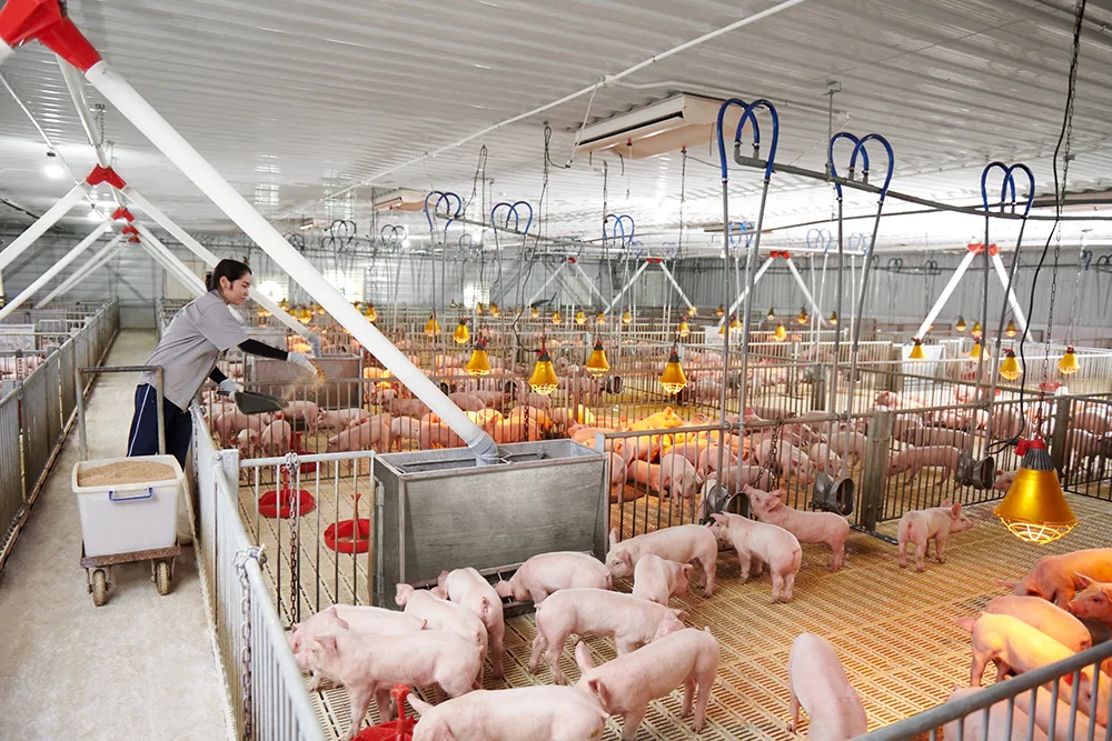 Kho nguyên liệu hạt và phụ gia sản xuất thức ăn chăn nuôi đạt chuẩn chất lượng
