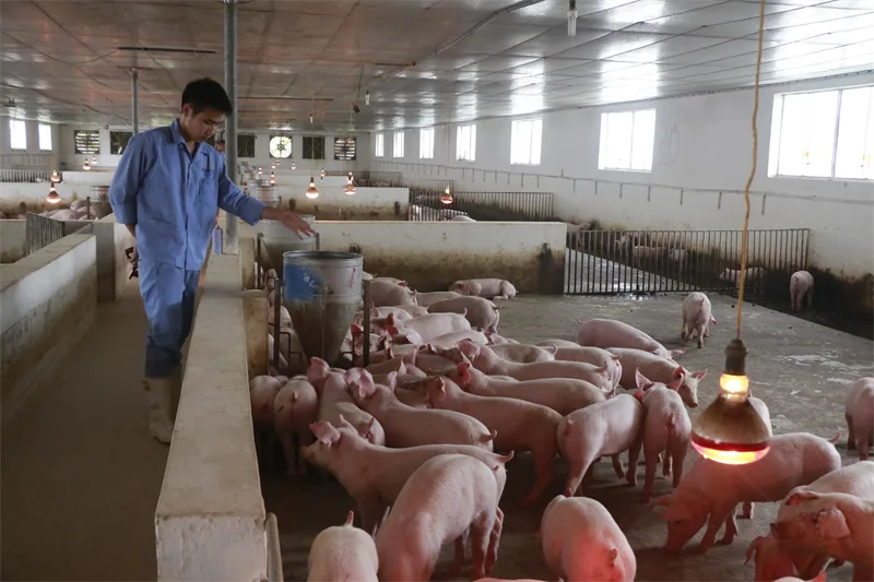 Chăm sóc đàn heo thịt giai đoạn xuất chuồng bảo đảm các tiêu chuẩn vệ sinh an toàn