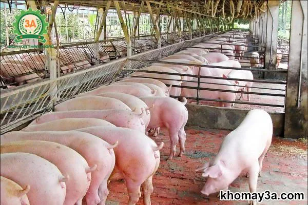 Bản Tin Thị Trường Ngày 28/10/2026: Xu Hướng Giá Heo Hơi 3 Miền & Biến Động Nguyên Liệu TĂCN Thế Giới