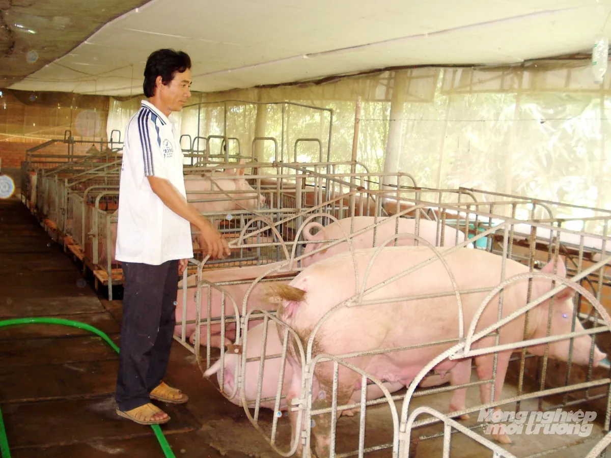 Trang trại chăn nuôi heo công nghệ cao theo chuỗi an toàn sinh học