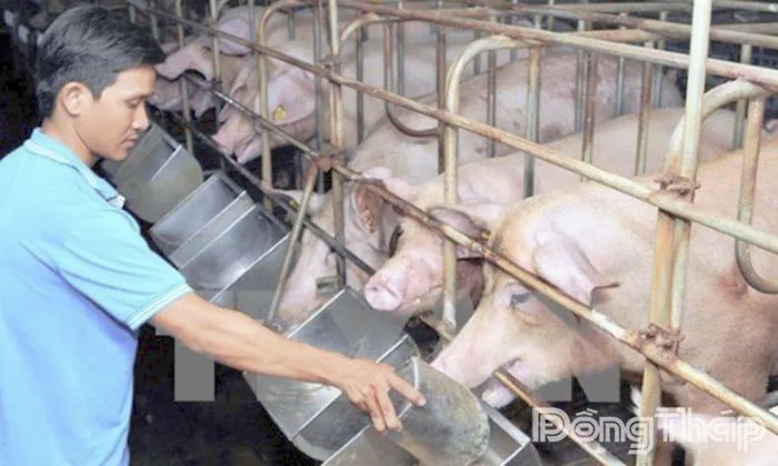 Bản Tin Thị Trường Ngày 29/10/2026: Giá Heo Hơi Giảm Rộng Khắp & Chiến Lược Tối Ưu Chi Phí