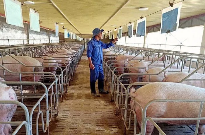 Bản Tin Thị Trường Ngày 29/10/2026: Giá Heo Hơi Giảm Rộng Khắp & Chiến Lược Tối Ưu Chi Phí