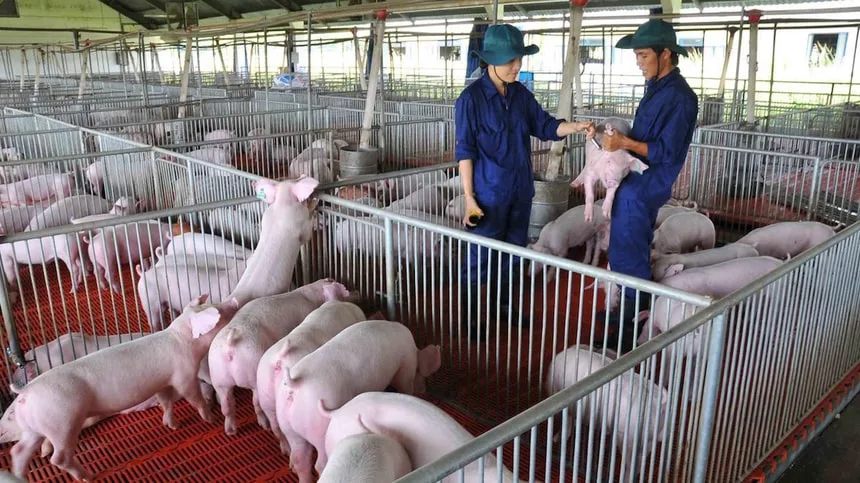 Kho nguyên liệu hạt và phụ gia sản xuất thức ăn chăn nuôi đạt chuẩn chất lượng
