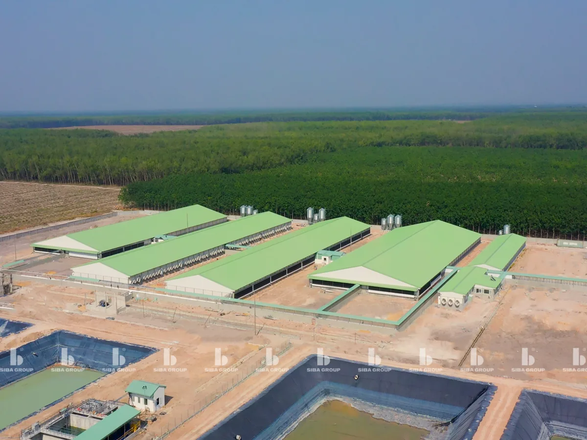 Bản Tin Thị Trường Ngày 30/10/2026: Xu Hướng Giá Heo Hơi 3 Miền & Biến Động Nguyên Liệu TĂCN Thế Giới