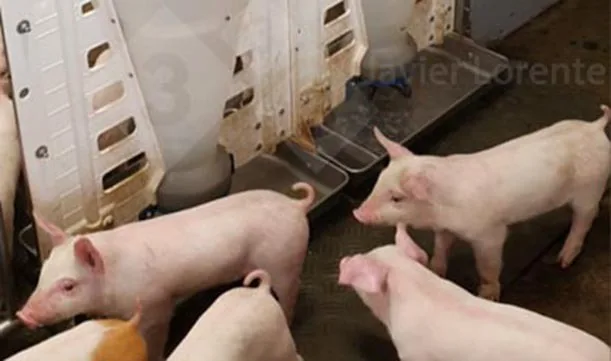 Quy trình chăm sóc và dinh dưỡng chuyên biệt cho heo nái sinh sản và heo con