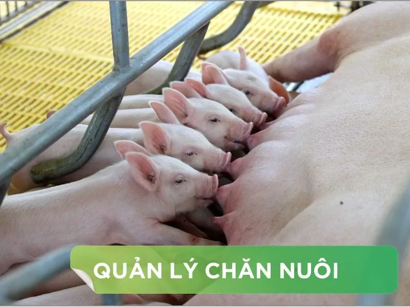 Nhận diện và Phác đồ Kiểm soát Dịch bệnh Tiêu chảy cấp PED trên Heo