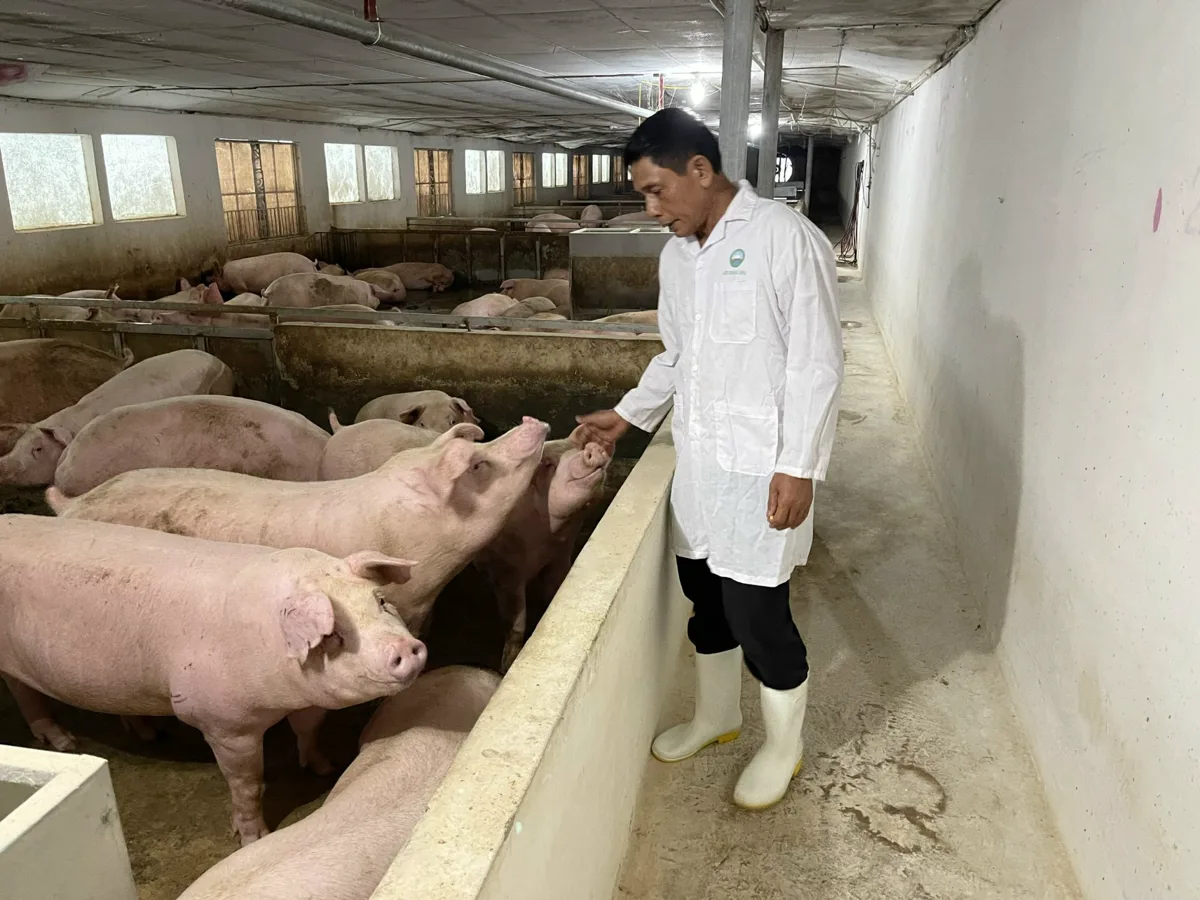 Quy trình tiêu độc khử trùng và an toàn sinh học đa tầng bảo vệ trang trại