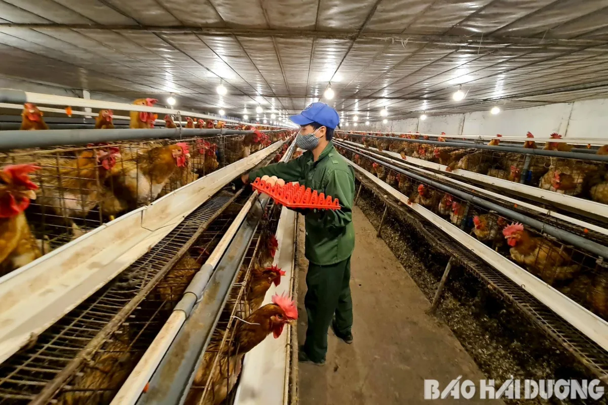 Hệ thống máng ăn tự động giúp cung cấp dinh dưỡng đồng đều và giảm hao hụt cám